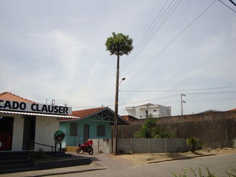 poste-e-arvore-serao-retirados-1 Ninguém até agora sabe como a planta foi parar nas alturas
