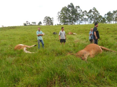 bovinos-morrem-apos-queda-de-raio-1 Animais foram encontrados mortos pelo proprietário - Foto:Sommaiornews/Divulgação/Notisul