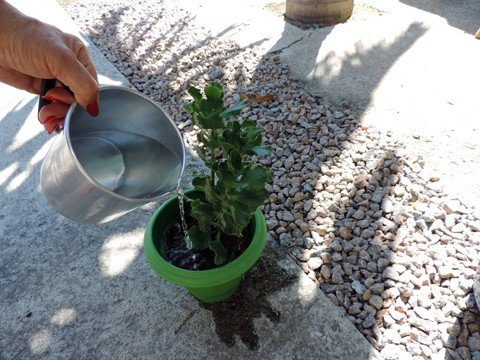 medidas-devem-ser-tomadas-1 Foto: Daniela Goulart/Prefeitura de Tubarão/Divulgação/Notisul