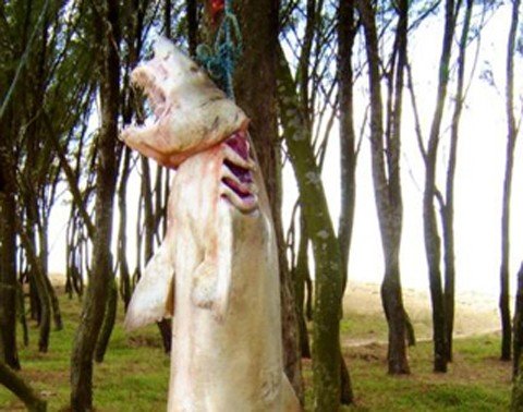tubarao-e-encontrado-por-pescadores-1 Quando foi encontrado, o tubarão já estava morto e media cerca de 2,8 metros - Foto:Thiago Jacaré/Divulgação/Notisul