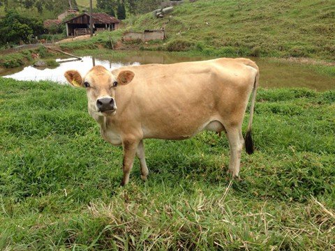 bacia-leiteira-de-braco-do-norte-aumenta-a-producao-1 Cerca de 95% do gado que produz leite na região é da raça Jersey. O gado é considerado um dos melhores para a produção, porque o leite é 15% mais consistente e rende mais para os laticínios. Foto: Fernando Silva/Notisul.