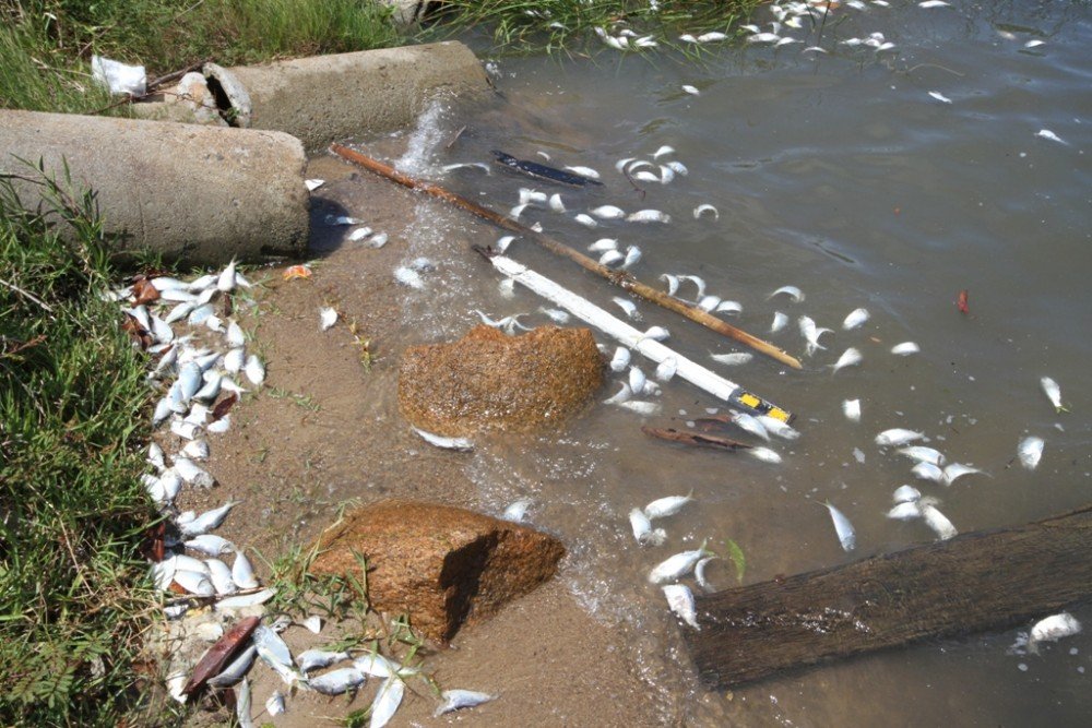 causas-sao-investigadas-1 Enquanto os laudos não ficam prontos, vários peixes surgem mortos no litoral - Fotos: Geraldo Gê/Prefeitura de Laguna/Divulgação/Notisul