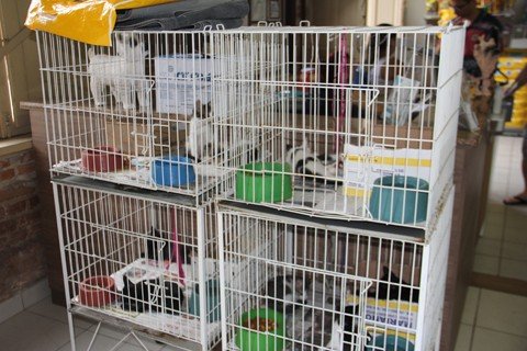 normas-proibem-exposicoes-em-gaiolas-1 Lojas de comércio animal terão que se adequar às novas regras do Conselho de Medicina Veterinária. Foto: Jailson Vieira/Notisul