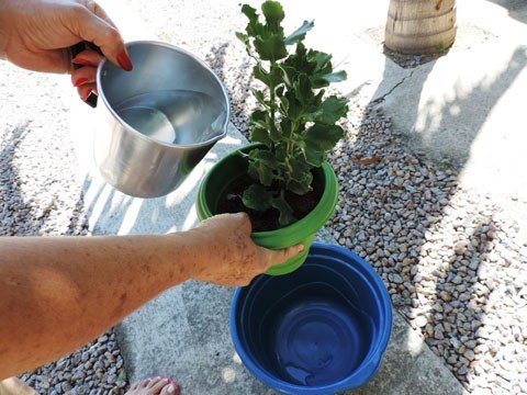 verao-atrai-dengue-e-outros-bichos-1 A recomendação do setor é usar areia nos potes ou ainda deixar a água escorrer. Foto: Daniela Goulart/Prefeitura de Tubarão/Notisul