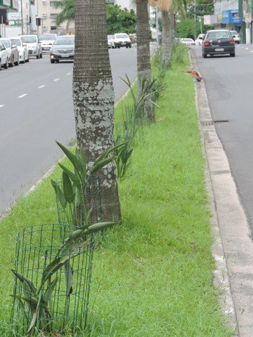 mais-de-60-mudas-sao-plantadas-na-avenida-1 As plantas estão protegidas por uma pequena cerca, uma forma de intimidar os depredadores. Foto: Prefeitura de Tubarão/Notisul.