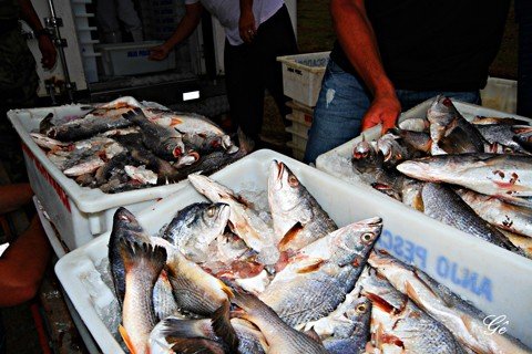 treze-toneladas-de-peixe-sao-apreendidas-1 Os peixes apreendidos foram pescados de forma irregular por um barco que já estava sendo monitorado pelo Ibama - Foto:Geraldo Gê/Prefeitura de Laguna/Divulgação/Notisul