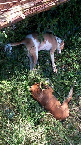 morte-de-caes-e-investigada-1 O caso é investigado pela Polícia Civil que solicita aos proprietários de animais que denunciem - Foto:Fabrício Filho/Divulgação/Notisul