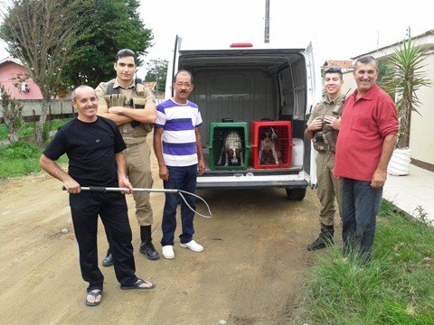 caes-agressivos-sao-tirados-da-rua-1 Uma ação conjunta foi realizada entre o CCZ e a PM - Foto:Daniela Goulart/Prefeitura de Tubarão/Divulgação/Notisul