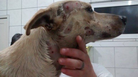 Lilica, como é chamada na clínica, foi encontrada na semana passada, no bairro Monte Castelo, com várias marcas de tiros de espingarda e outros ferimentos. Foto: Juliano Menezes Battisti/Divulgação/Notisul.