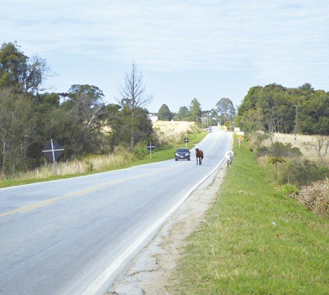populacao-pode-ajudar-na-fiscalizacao-de-animais-1 Animais soltos em estradas são um grande perigo a motoristas, motociclistas e pedestres - Foto:Divulgação/Notisul