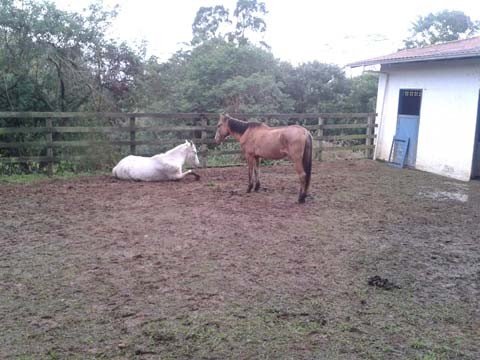 animais-de-grande-porte-sao-recolhidos-1 O prazo esperado para que os proprietários entrem em contato ou provem a posse dos animais é de cinco dias - Foto:Prefeitura de Tubarão/Divulgação/Notisul