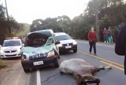 carro-atropela-cavalos-e-adolescente-morre-1 Um dos animais morreu no acidente e o outro foi sacrificado - Foto:Portal Click Sul/Divulgação/Notisul