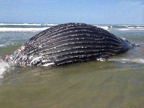 dois-filhotes-sao-encontrados-mortos-1 Um filhote da espécie Jubarte foi encontrado morto nas águas da praia de Campo Bom - Foto:Thiago Jacaré/Divulgação/Notisul
