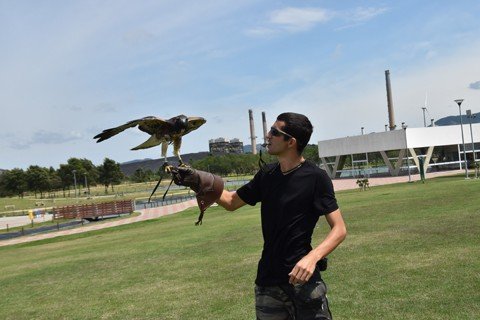 tubaronense-e-pioneiro-em-servicos-no-estado-1 O falcoeiro levou os animais para treinar no Parque Ambiental, em Capivari de Baixo - Foto:Jailson Vieira/Notisul