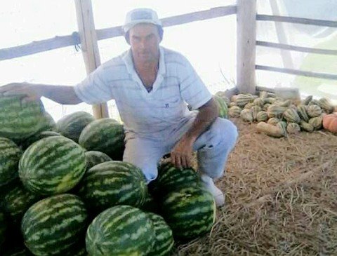 chuvas-em-excesso-atrapalham-colheita-1 O agricultor Aldo Luiz lamenta a colheita tardia, mas garante que o produto será de qualidade - Foto:Graziela Cruzeta/Divulgação/Notisul