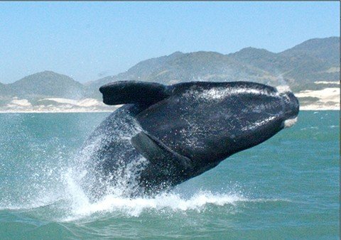 rota-baleia-franca-promove-curso-1 A ação visa fortalecer a Rota da Baleia Franca como destino de excelência no ecoturismo - Divulgação/Notisul