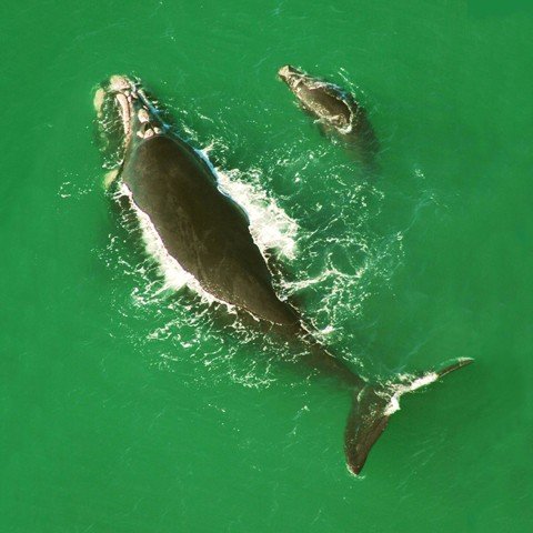 observacao-de-baleias-sera-liberada-1 Com a permissão, o turismo voltará a ser incrementado na baixa temporada, período em que as baleias-francas aparecem no litoral sul. - Foto: ICMBio/Divulgação/Notisul.