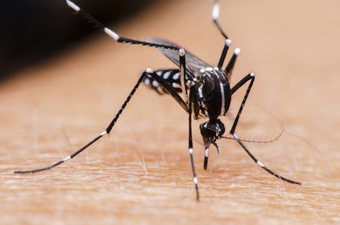 voce-e-o-responsavel-1 Os vírus que causam a dengue, zika e chikungunya são transmitidos pelo mosquito Aedes aegypti. - Foto: Divulgação/Notisul.
