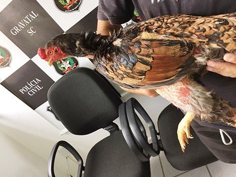 seis-pessoas-sao-lesadas-em-um-dia-1 O galo de estimação furtado juntamente com outros objetos foi encontrado com o rapaz suspeito de cometer o crime. - Foto: Polícia Civil de Gravatal/Divulgação/Notisul.