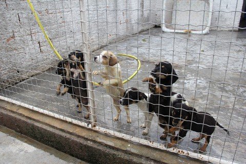 A estrutura abriga atualmente cerca de 80 animais
