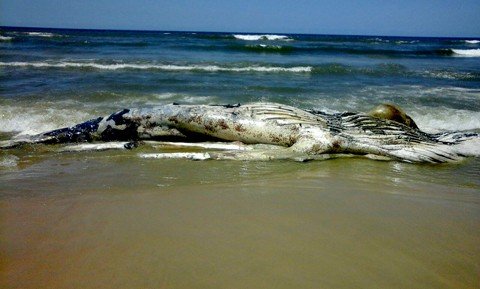  Este é o primeiro encalhe registrado na APA da Baleia Franca em 2016  - Foto:Karina Kroch/APA da Baleia Franca/Divulgação/Notisul