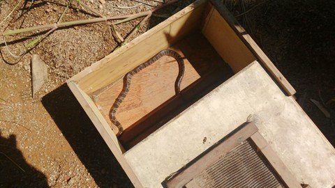 cobra-e-encontrada-em-horta-1 Foto: Bombeiros voluntários de Jaguaruna/Divulgação/Notisul.
