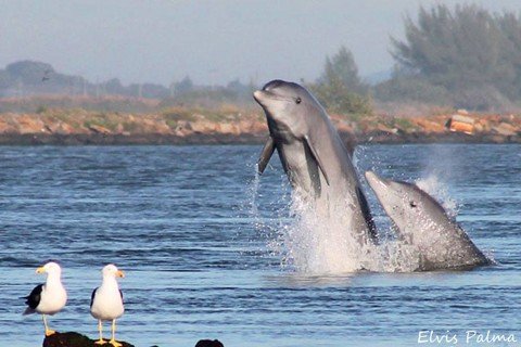 comissao-emite-parecer-favoravel-1 A relação entre golfinhos e os pescadores já dura há mais de 150 anos - Foto:Elvis Palma/Divulgação/Notisul