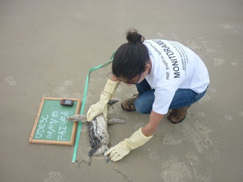 obra-de-unidade-de-estabilizacao-sera-lancada-1 O espaço será uma espécie de um prontoatendimento aos animais marinhos mortos e machucados, resgatados nas praias da região - Foto:PMP-BS/Divulgação/Notisul