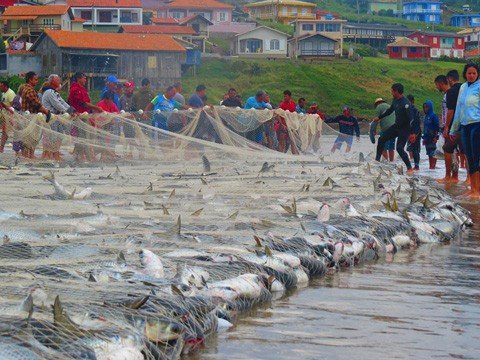 A pesca tornou-se um espetáculo neste início de mês. A cada dia, os cardumes estão mais abundantes -  Foto:Rancho du Cabo/Divulgação/Notisul