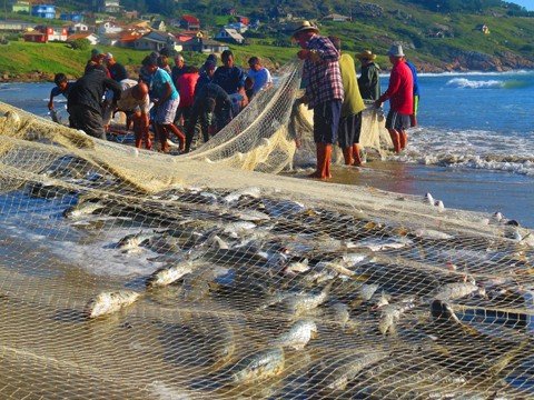 Mais de três toneladas foram capturadas ontem na região do Cabo de Santa Marta   - Foto:Rancho Du Cabo/Divulgação/Notisul