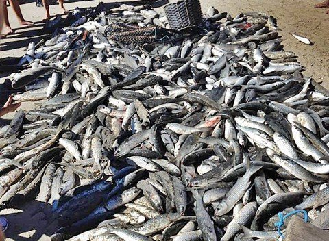 Faltou balaio para retirar as tainhas da beira da praia na pesca de ontem. A safra promete neste inverno  -  Foto:Sibele B. Oliveira/Divulgação/Notisul