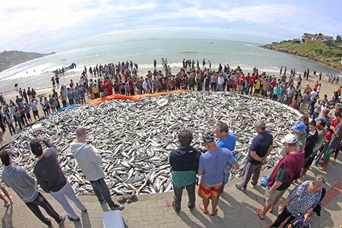 Os pescadores capturaram cerca de 40 toneladas no sábado. Esta é a melhor safra em 10 anos. - Foto: Elvis Palma/Divulgação/Notisul.