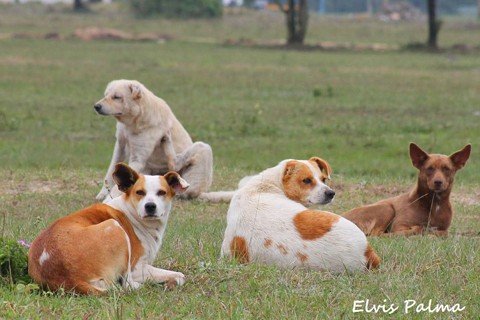 justica-determina-criacao-de-espaco-para-caes-e-gatos-1 Uma das maiores concentrações de cães de rua em Laguna é na região do Laguna Internacional e na Praia do Gi - Foto:Elvis Palma/Divulgação/Notisul