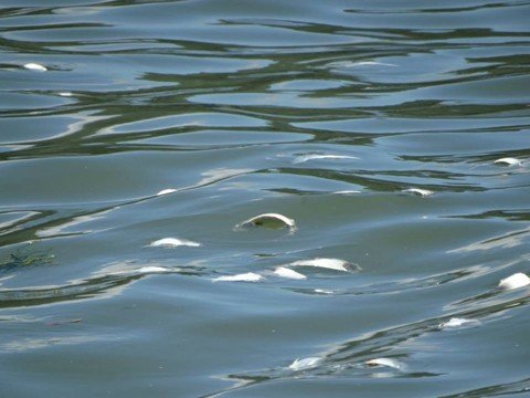 Profissionais devem realizar a coleta de água do ponto onde foram encontrados os peixes  - Foto:Divulgação/Notisul