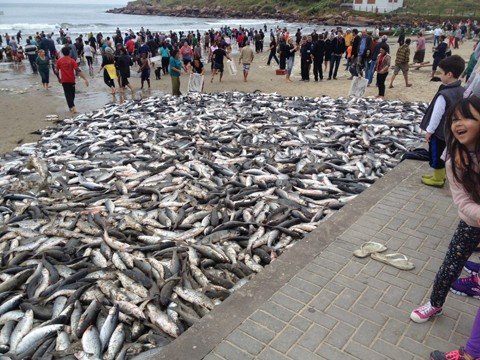 Esta safra é considerada a melhor da história em Santa Catarina. Na região, o Farol é destaque na pesca  -  Foto:Thiago Jacaré/Divulgação/Notisul