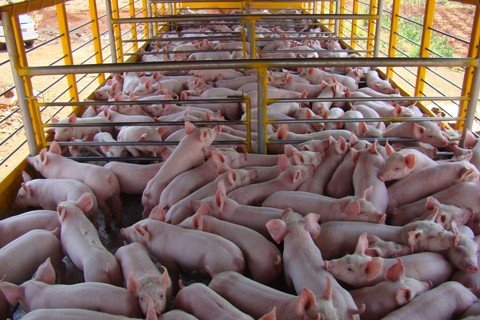 Região exportará para a Coreia do Sul
