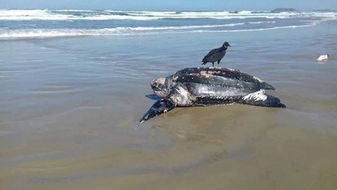 Tartaruga de 300 kg aparece em praia da região