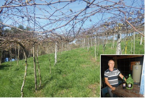 Vinho familiar é opção na região do Vale