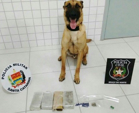 Quatro homens são presos por tráfico