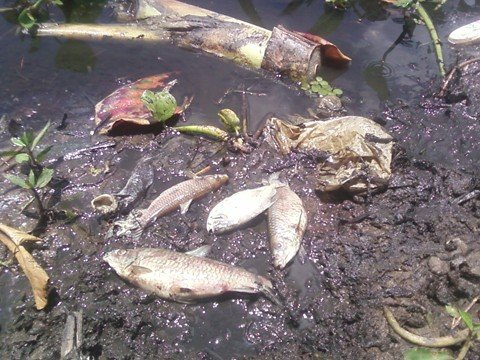 Resultados indicam mortes por bactéria