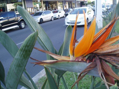 estrelicias-floridas-anunciam-a-chegada-da-primavera-1 Conhecida como "ave do paraíso", planta embeleza a avenida Marcolino Martins Cabral - Foto:Kalil de Oliveira/Notisul
