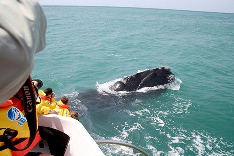 turismo-embarcado-e-liberado-pela-justica-1 Turistas já podem avistar animais a poucos metros. - Foto: Grupo Vida, Sol e Mar/Divulgação/Notisul.