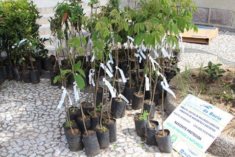 Município de Tubarão foi o último dos 22 a receber mudas, em setembro. Agora ganhará mais uma cota  -  Foto:D’Alma Comunicação e Design/Divulgação/Notisul