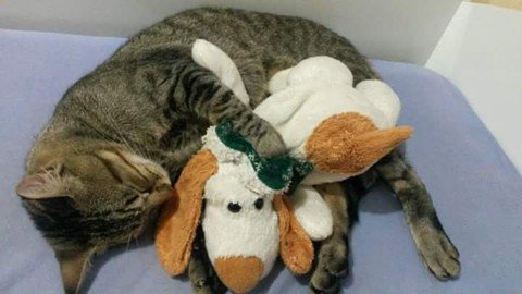 dona-de-gato-que-levou-tiro-pede-justica-1 Tigrão era o gato de estimação da estudante de ciências contábeis, Sabrina Carvalho Pires Minatto, de Tubarão - Foto:Divulgação/Notisul