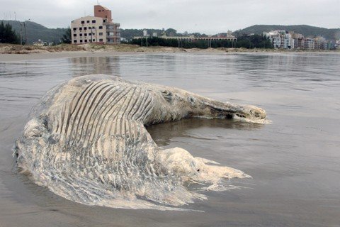 corpo-de-baleia-e-encontrado-no-mar-grosso-1 Carcaça já foi retirada da orla na tarde ontem por equipe de profissionais - FotoElvis Palma/Divulgação/Notisul