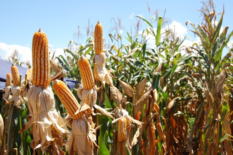 colheita-deve-render-30-milhoes-de-toneladas-1