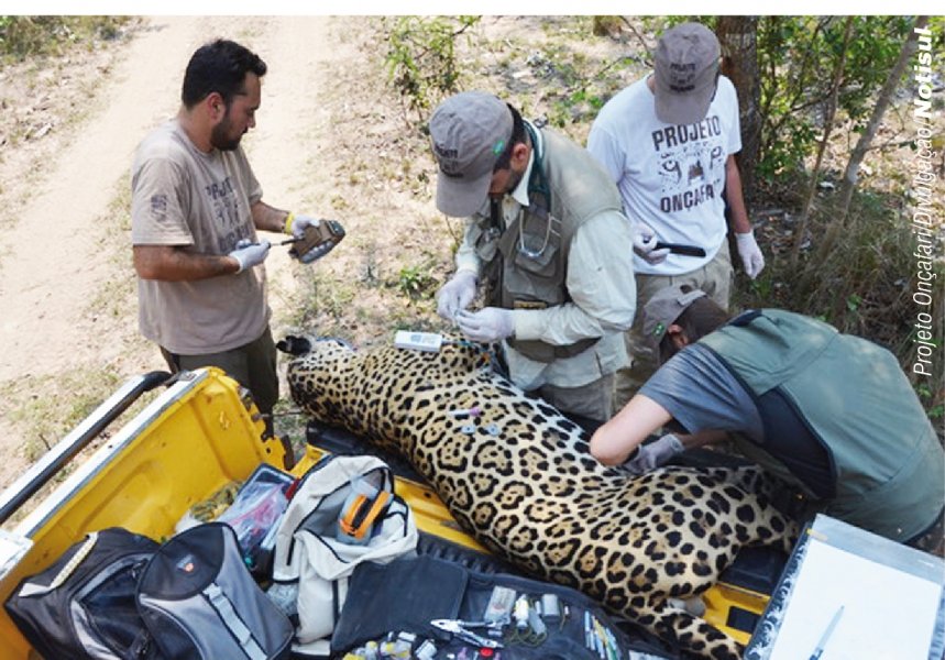 professor-da-unisul-monitora-oncas-no-pantanal-1