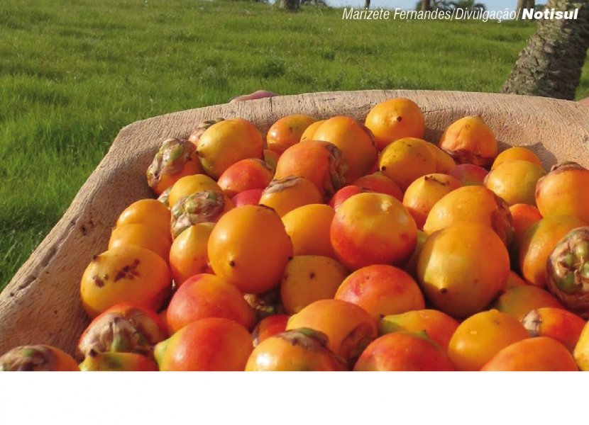 seminario-fomenta-a-conservacao-do-fruto-1