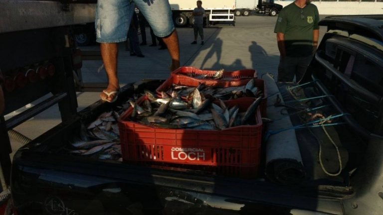 Toneladas de peixes apreendidas são doadas