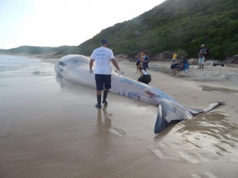 Baleia de 13 metros é encontrada morta na Guarda do Embaú